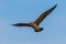 Heuglin\'s Gull (Larus heuglini)