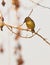 Heuglin\'s Masked Weaver