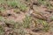 Heuglin\'s (Three-banded) Courser