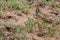 Heuglin\'s (Three-banded) Courser