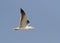 Heuglins Meeuw, Heuglin\'s Gull, Larus heuglini