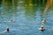 Heviz, Hungary - September 27, 2018: People on a warm water of therapeutic lake Heviz in Hungary