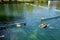 Heviz, Hungary - September 27, 2018: People on a warm water of therapeutic lake Heviz in Hungary