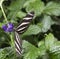 Hewitson\'s Longwing, (Heliconius hewitsoni)