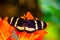 Hewitsons longwing butterfly in macro closeup, tropical insect specie from Costa Rica, America
