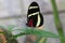 Hewitsons longwing, Heliconius hewitsoni