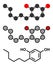 Hexylresorcinol molecule. Has anaesthetic, antiseptic and anthelmintic properties