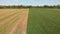 Hey and Green ripening soybean fields , agricultural landscape. Aerial view.