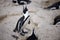 Hey guys, listen up. Shot of penguins perched on a rock at Boulders Beach in Cape Town, South Africa.