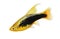 Hi Fin tuxedo Platy platy male Xiphophorus maculatus tropical aquarium fish