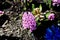 Hiacynt Hyacinth in a park