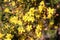 Hibbertia Huegelii Buttercup Wild flower