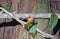 Hibbertia scandens (Climbing Guinea Flower)