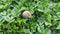 Hibernating snail on fresh green plants