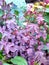 Hibiscus acetosella or False roselle