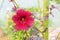 Hibiscus acetosella flower