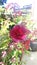 Hibiscus acetosella red flower in the garden