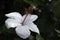 Hibiscus arnottianus (Hawaiian White Hibiscus) or Hibiscus rosa-sinensis, also known as Chinese hibiscus