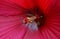 Hibiscus Bloom