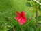 Hibiscus blooming in Blossom Hydel Park, Kerala, India