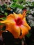 Hibiscus blooming indoor plant