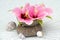 Hibiscus blooms in a coconut husk