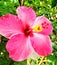 Hibiscus blooms are photographed in the early morning