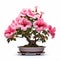 Hibiscus Bonsai: Skillful Composition With Mystic Symbolism