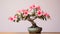 Hibiscus Bonsai Tree: Minimalist Imperial Ipa Desktop Wallpaper
