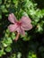 Hibiscus Bright Pink Flower