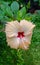 Hibiscus or Chinese Rose Hibiscus or Chinese Rose  Hibiscus rosa sinensis Closeup with Pet Closeup with Petals, Stigma and Pollens