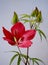 Hibiscus coccineus, beautiful bright red flower, aka scarlet rosemallow, Texas star, brilliant hibiscus, and scarlet