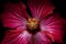 Hibiscus - Cucarda