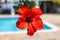 Hibiscus Elegance: A Closeup View of Chinese Hibiscus with Tranquil Poolside Ambiance