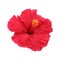 Hibiscus flower