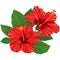 Hibiscus flower