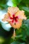 Hibiscus flower