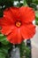 Hibiscus flower in Bermuda