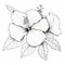Hibiscus Flower Blackline Design For Coloring