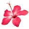 Hibiscus flower blossom