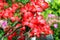 Hibiscus flower. Bright red exotic flowers blossomed in the tropical garden