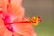 Hibiscus flower close up