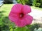 Hibiscus flower close up. Photographed in Crimea.