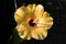 Hibiscus flower closeup , blooming yellow hibiscus