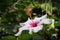 Hibiscus flower closup - pink hibiscus flower blossom