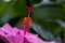 Hibiscus flower detail