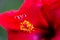 Hibiscus flower detail