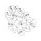 Hibiscus flower doodle art, hand drawing hibiscus flower bouquet, Realistic hibiscus flower coloring pages.