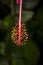 Hibiscus Flower in Florida, Close-up of Pistil