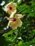 Hibiscus flower and a greeny look